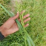 Echinochloa muricata Leaf