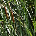 Typha orientalis 果實