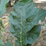 Solanum dasyphyllum Foglia