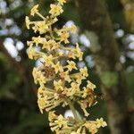 Arachnothryx buddleioides