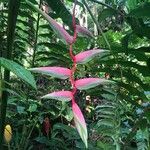 Heliconia chartacea Flor