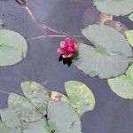 Nymphaea candida Other