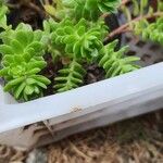 Sedum kimnachii 葉