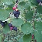 Amelanchier alnifolia Fruit