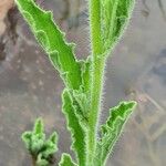 Nidorella aegyptiaca 葉