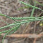 Brassica fruticulosa Fruto