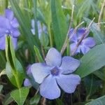 Vinca minor Flower