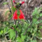 Salvia coccinea Квітка