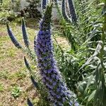 Echium candicansFlower