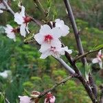 Prunus amygdalus Flor