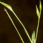 Juncus bufonius Gyümölcs