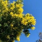 Acacia baileyana Hábito