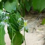 Capparis micracantha Floro