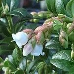 Vaccinium vitis-idaea Flower