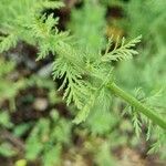 Achillea ligustica Лист