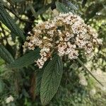 Viburnum rhytidophyllumFlower