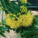 Xanthostemon chrysanthus Flors