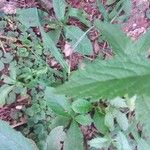 Verbena urticifolia Лист