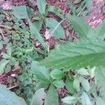 Verbena urticifolia Blad