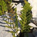 Dryopteris villarii Fulla