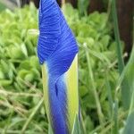 Iris xiphium Floro