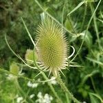 Dipsacus fullonumLeaf