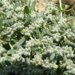 Herniaria incana Hábito