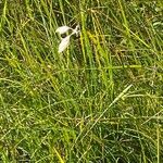 Eriophorum angustifolium果