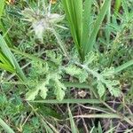 Solanum rostratum पत्ता