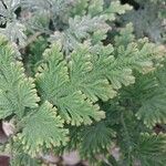 Selaginella eublepharis Φύλλο