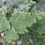 Selaginella eublepharis