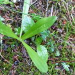 Dactylorhiza sambucina Лист