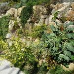 Brassica cretica Habit