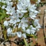 Allium neapolitanum Fiore