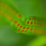 Phymatosorus scolopendria Leaf