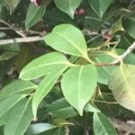 Camellia saluenensis Leaf