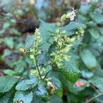 Teucrium scorodonia Fruto