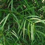 Podocarpus salignus Blad