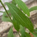 Erigeron sumatrensis Folio