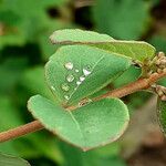 Lonicera caerulea Φύλλο