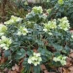 Helleborus lividus Leaf