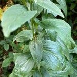 Digitalis grandiflora Leaf