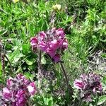 Pedicularis cenisia Flower