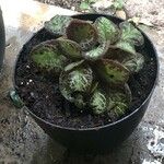 Episcia cupreata Лист