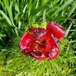 Paeonia tenuifolia Flower