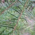 Acacia linifolia Blad