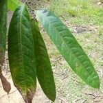Licania macrophylla Leaf
