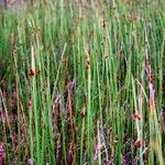 Schoenoplectus pungens Habitat