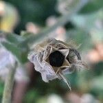 Lychnis coronaria Плод