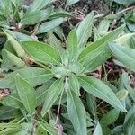 Oenothera macrocarpa Folha